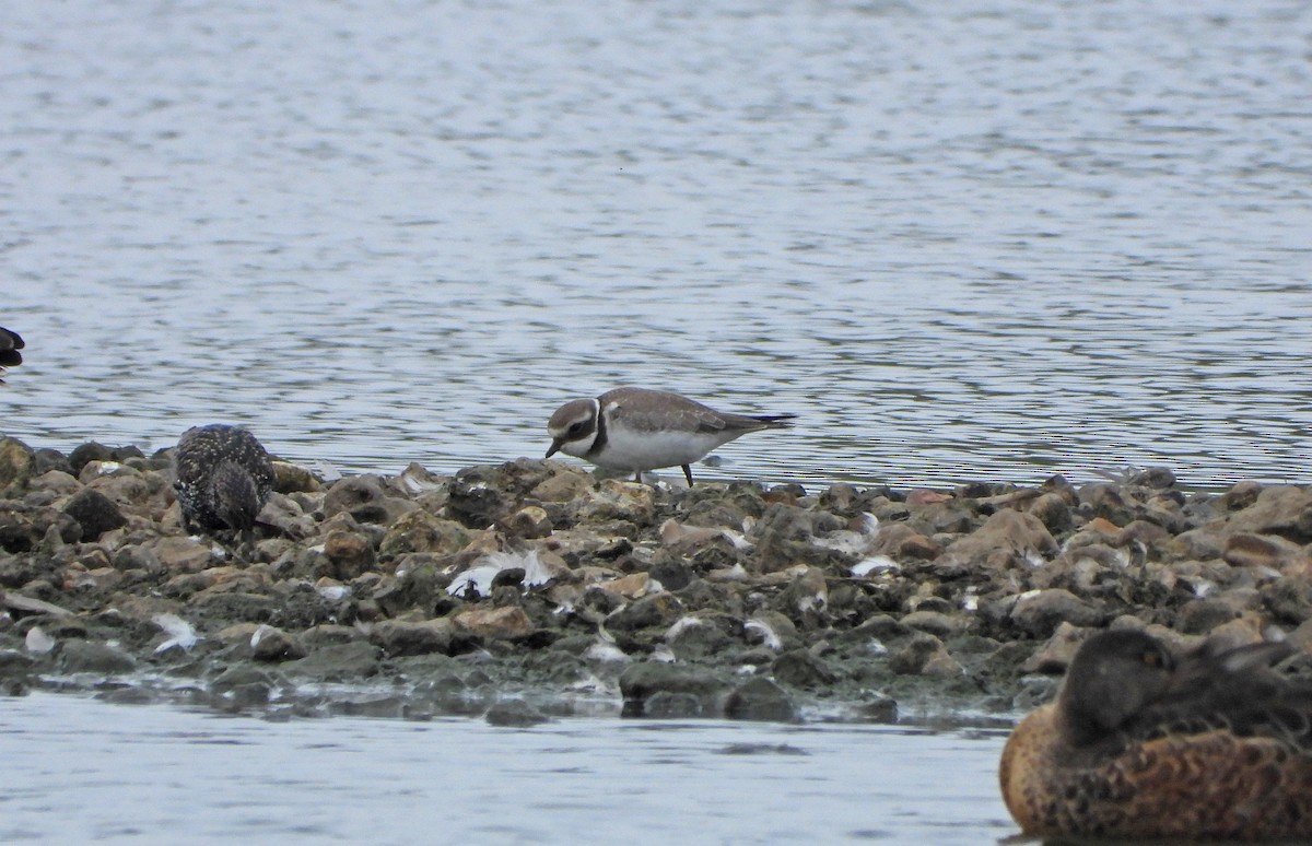Common Ringed Plover - Paul Lewis