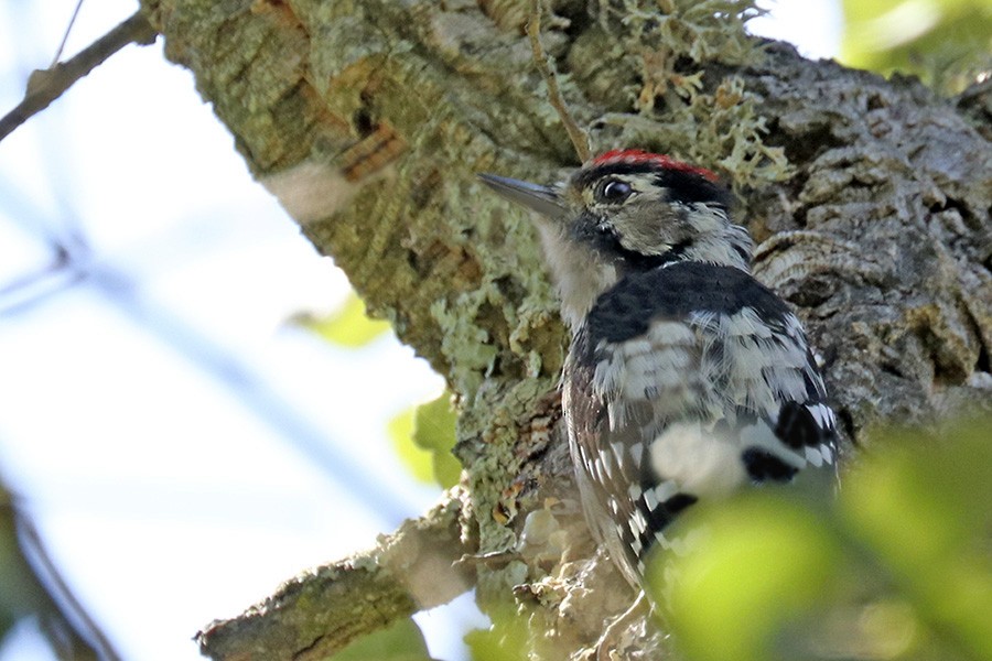 Lesser Spotted Woodpecker - ML366278101