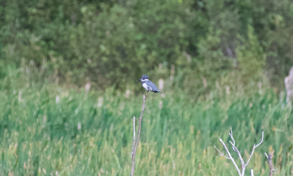 Belted Kingfisher - ML366282331
