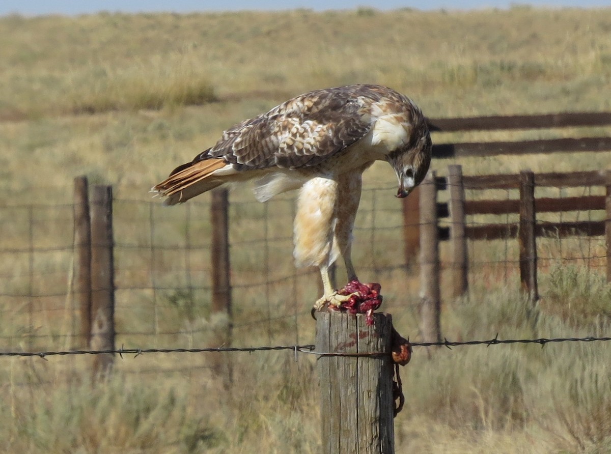 Red-tailed Hawk - ML36628341