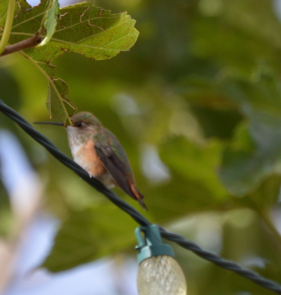 Rufous Hummingbird - ML36628711