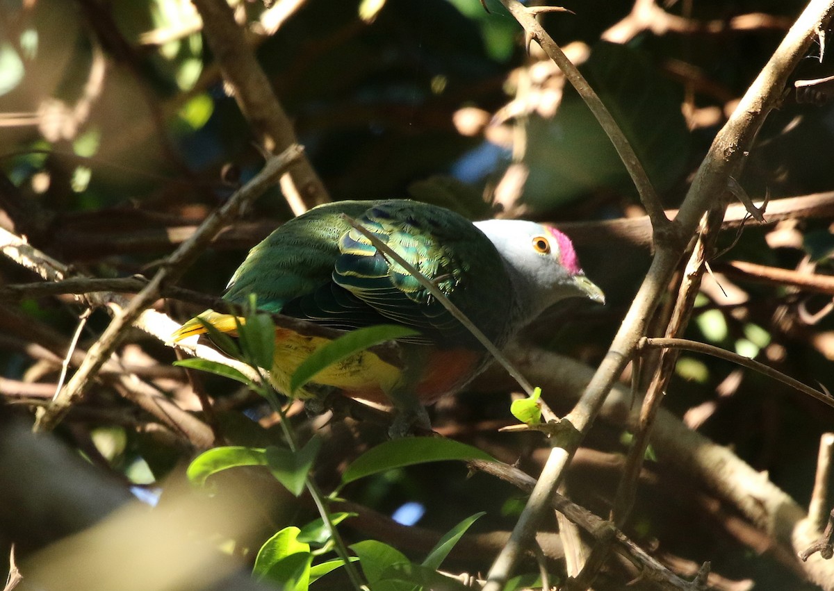 Rose-crowned Fruit-Dove - David Ongley