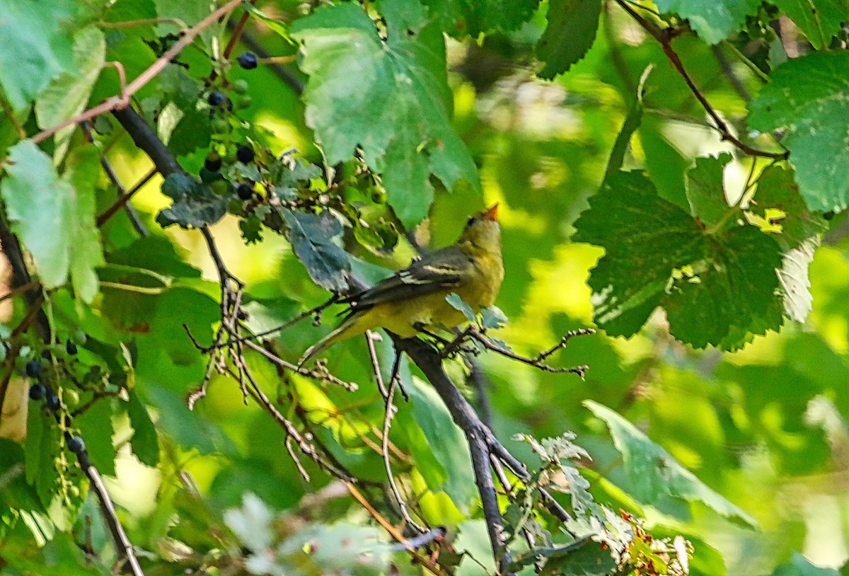 Western Tanager - ML366295281