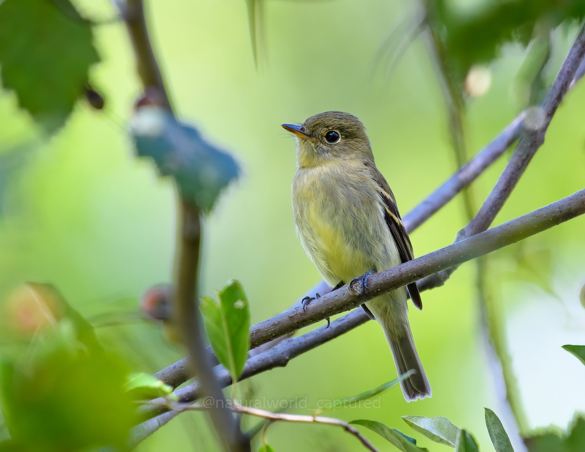 Yellow-bellied Flycatcher - Christopher T
