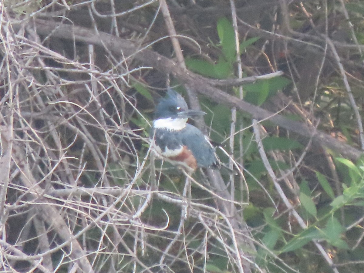 Belted Kingfisher - ML366309201