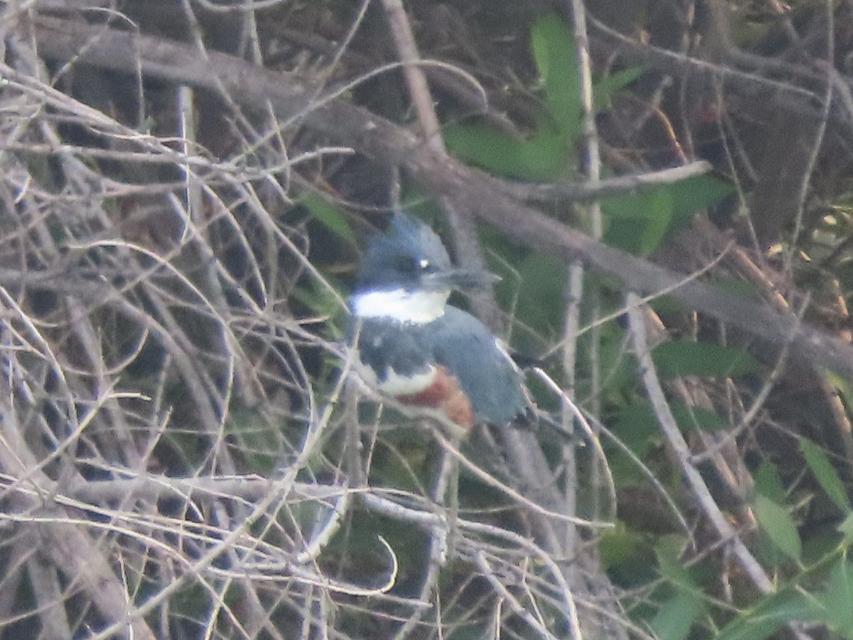 Belted Kingfisher - ML366309511
