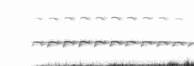 Large-tailed Antshrike - ML36632041