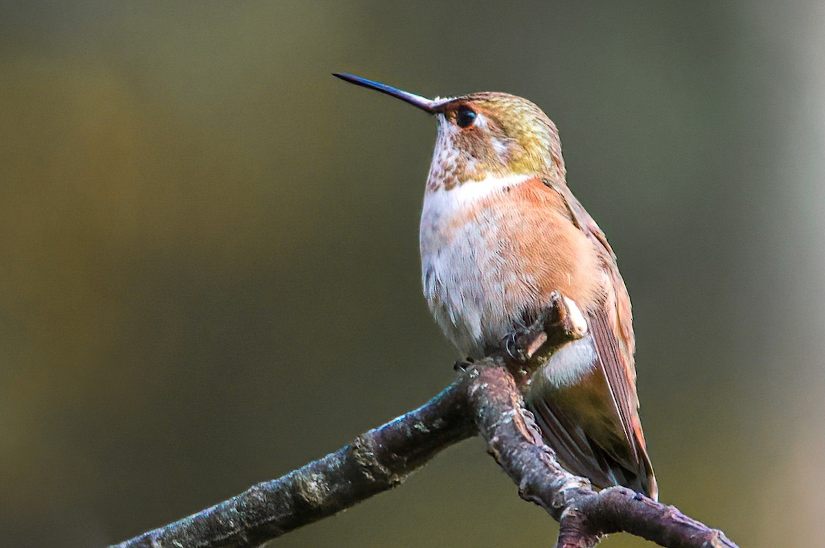 Rufous Hummingbird - Matt Mason