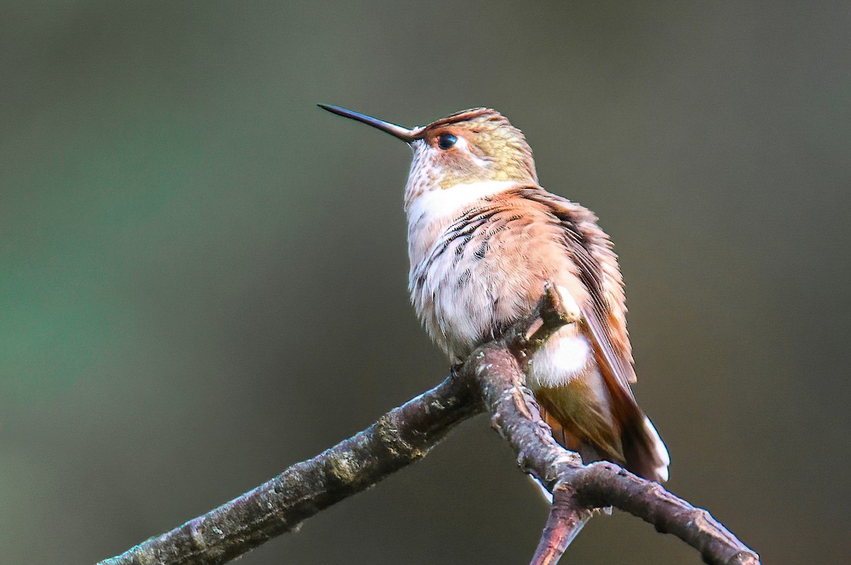 Rufous Hummingbird - ML366326661