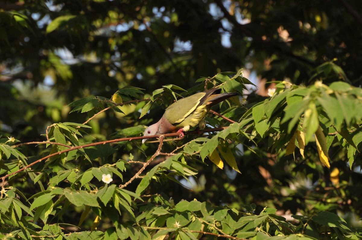 Pink-necked Green-Pigeon - Zhaokuan Hao