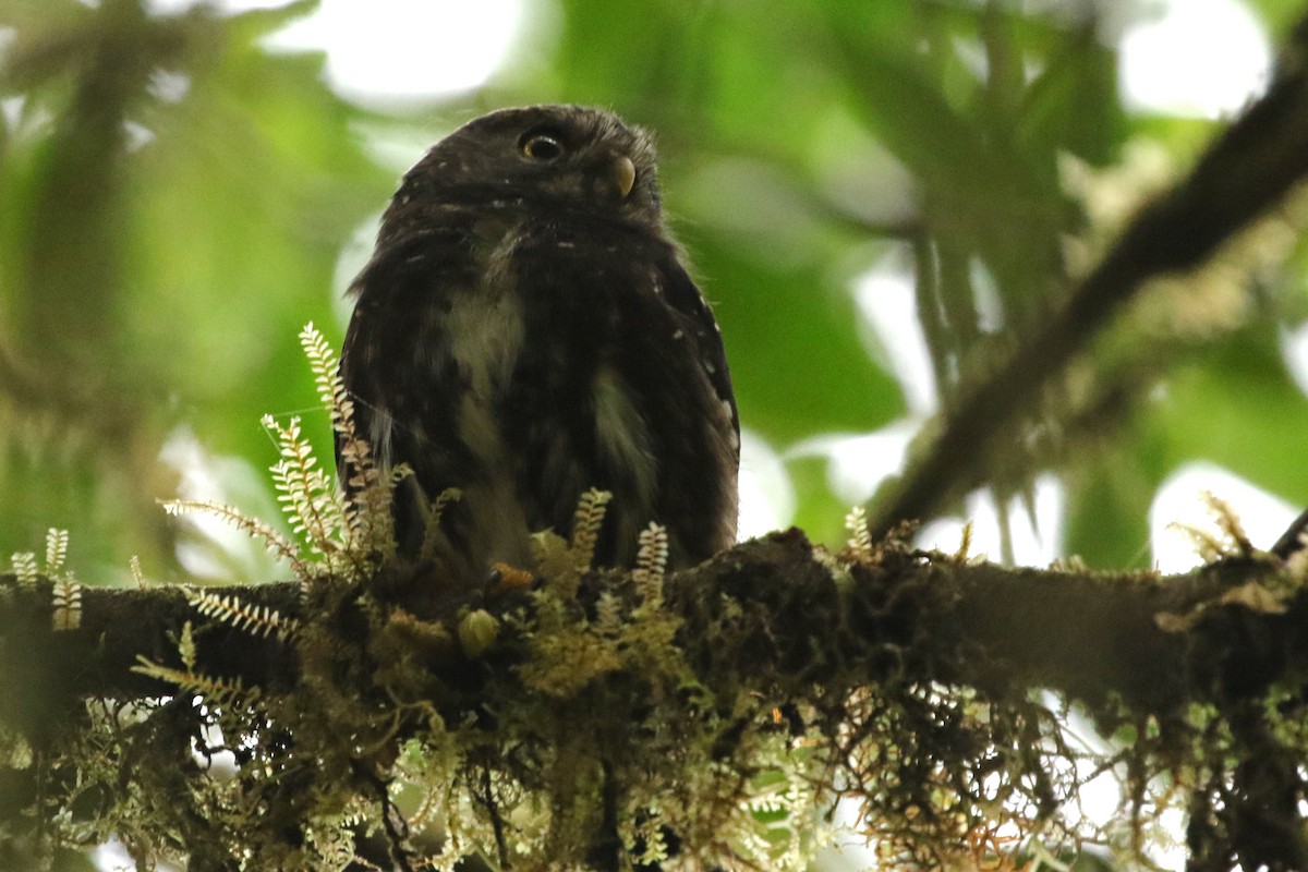 Andean Pygmy-Owl - Jeffrey Offermann