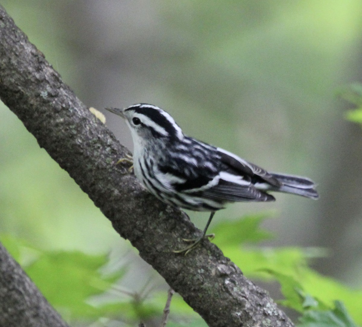 Black-and-white Warbler - ML366333951