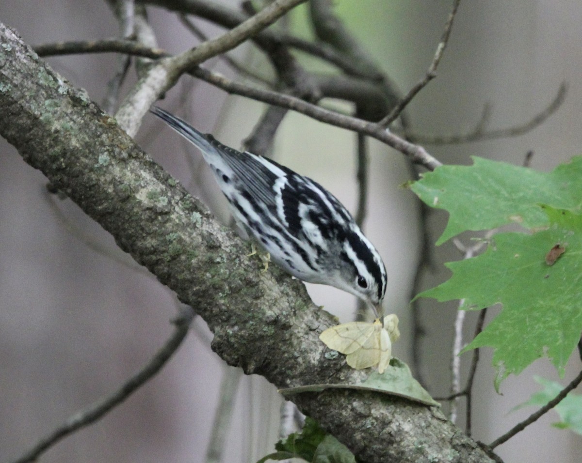 Black-and-white Warbler - ML366333981