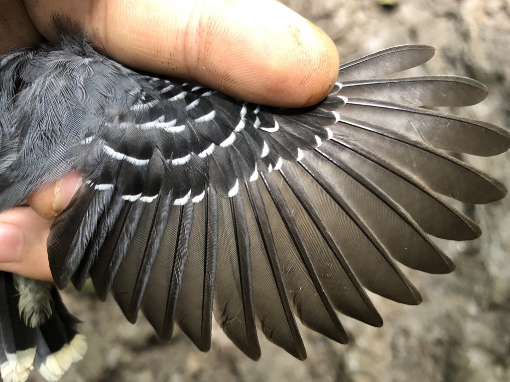 Band-tailed Antbird - ML366334071