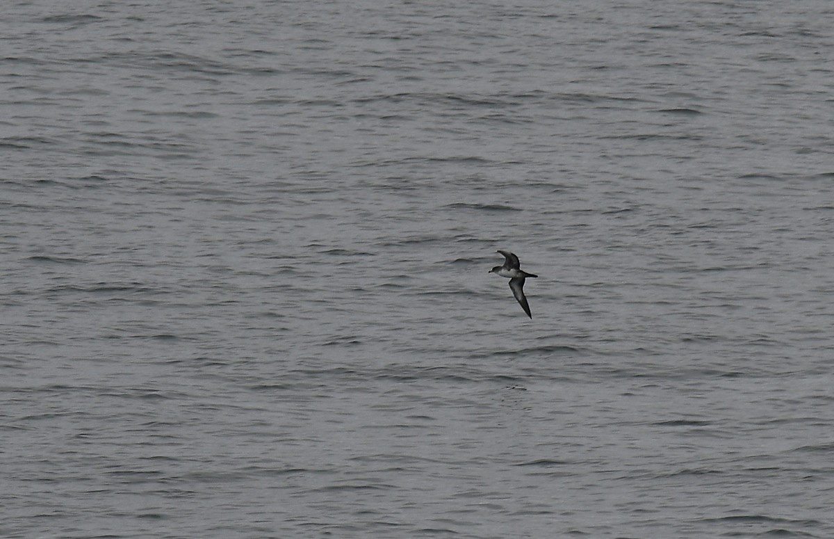 Pink-footed Shearwater - ML366340181