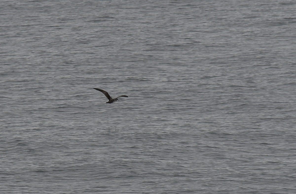 Pink-footed Shearwater - ML366340211