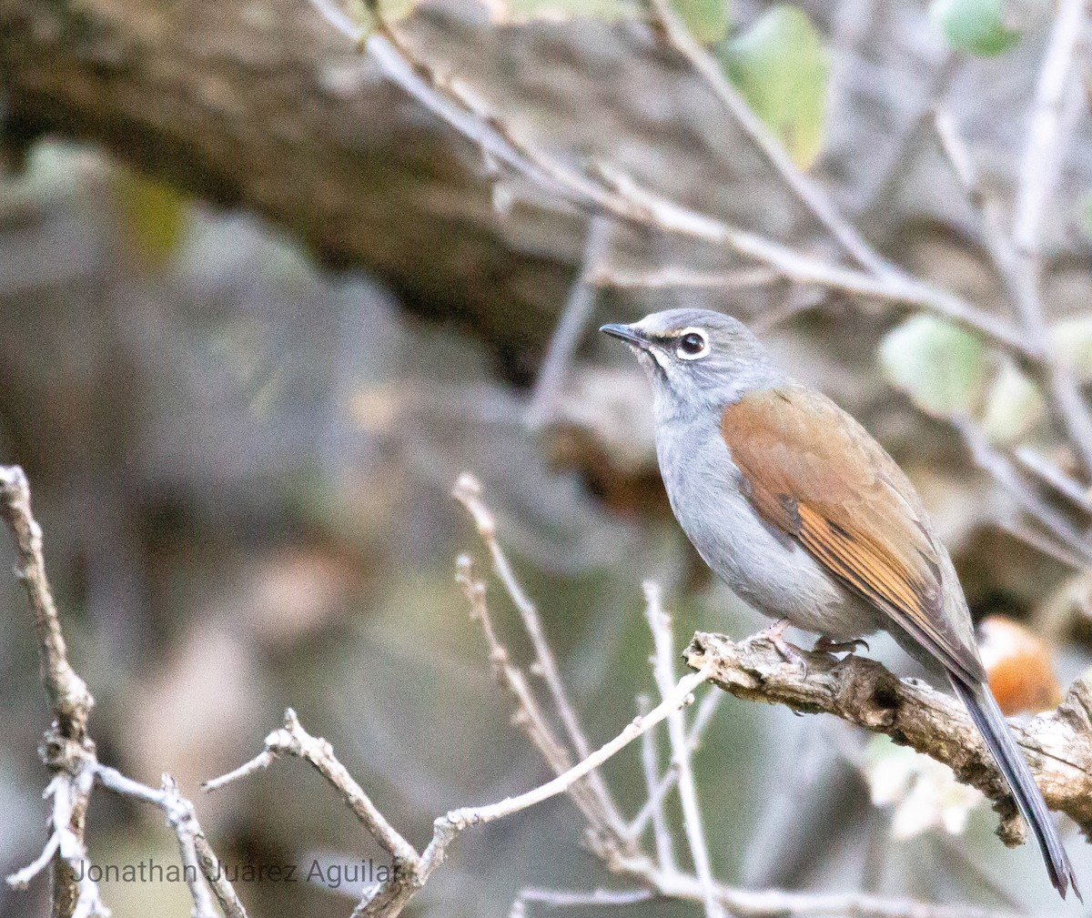 Brown-backed Solitaire - ML366340391