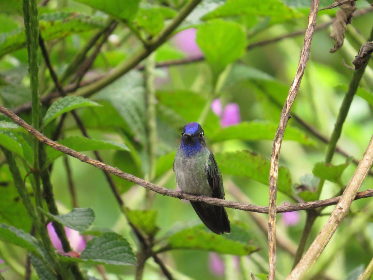 Violet-headed Hummingbird - Róger Rodríguez Bravo