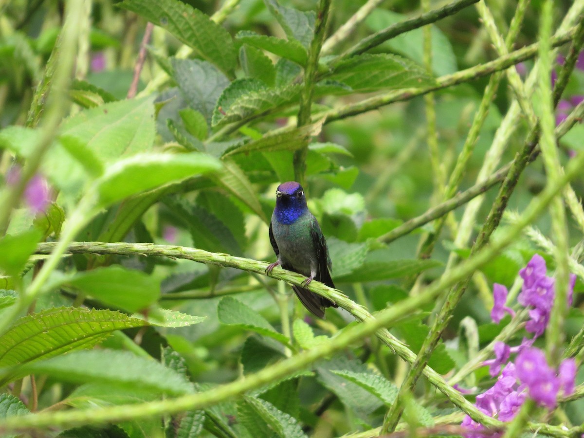 Violet-headed Hummingbird - ML36634101