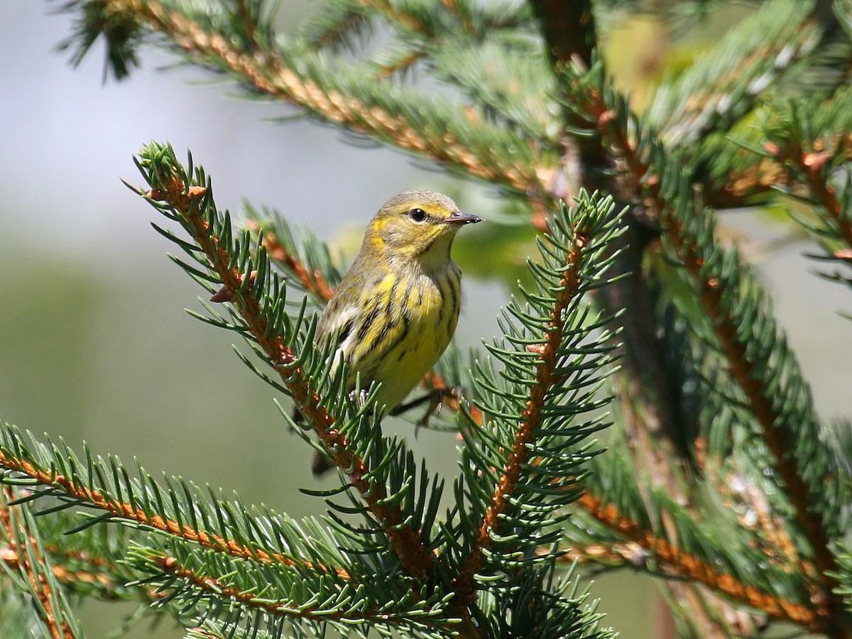 Cape May Warbler - ML366341061