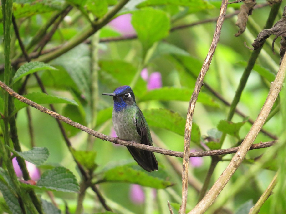 Violet-headed Hummingbird - ML36634141