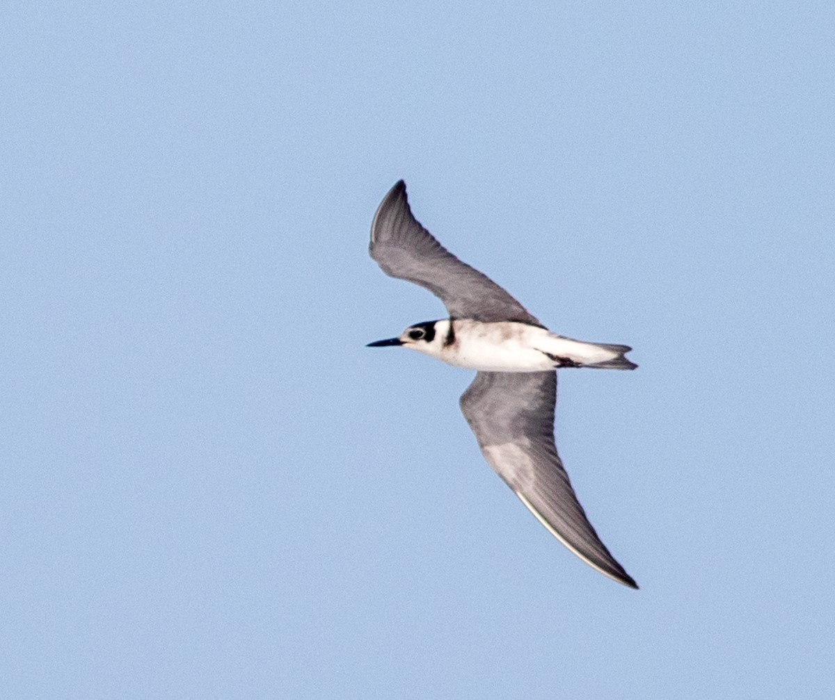 Black Tern - Mark and Holly Salvato