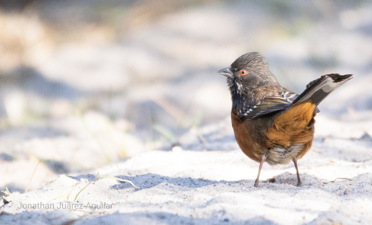 Spotted Towhee - ML366348011