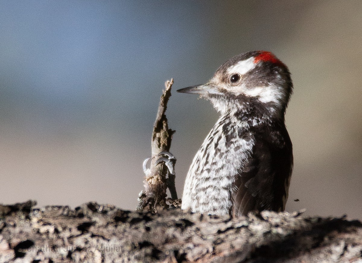 Strickland's Woodpecker - Jonathan  Juárez Aguilar