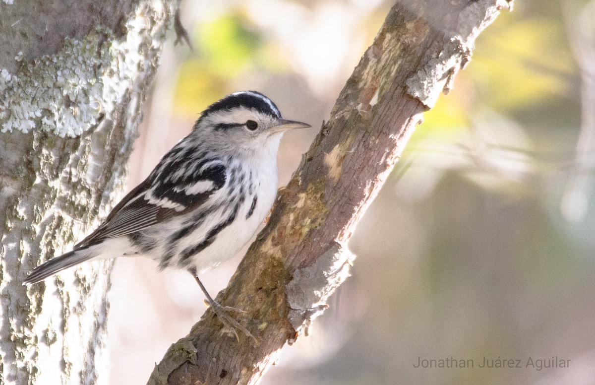 Black-and-white Warbler - ML366349881
