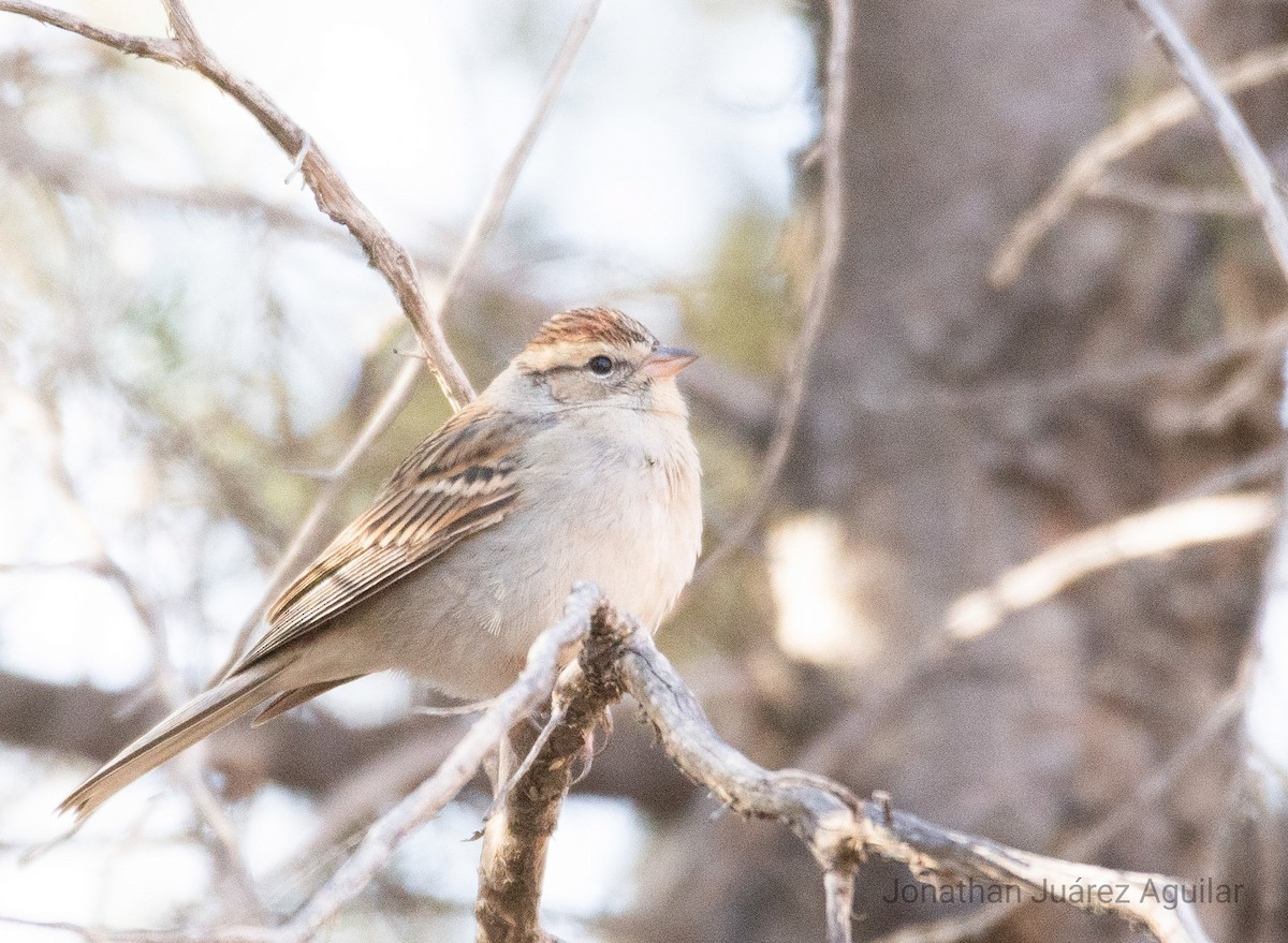 Chipping Sparrow - ML366350091