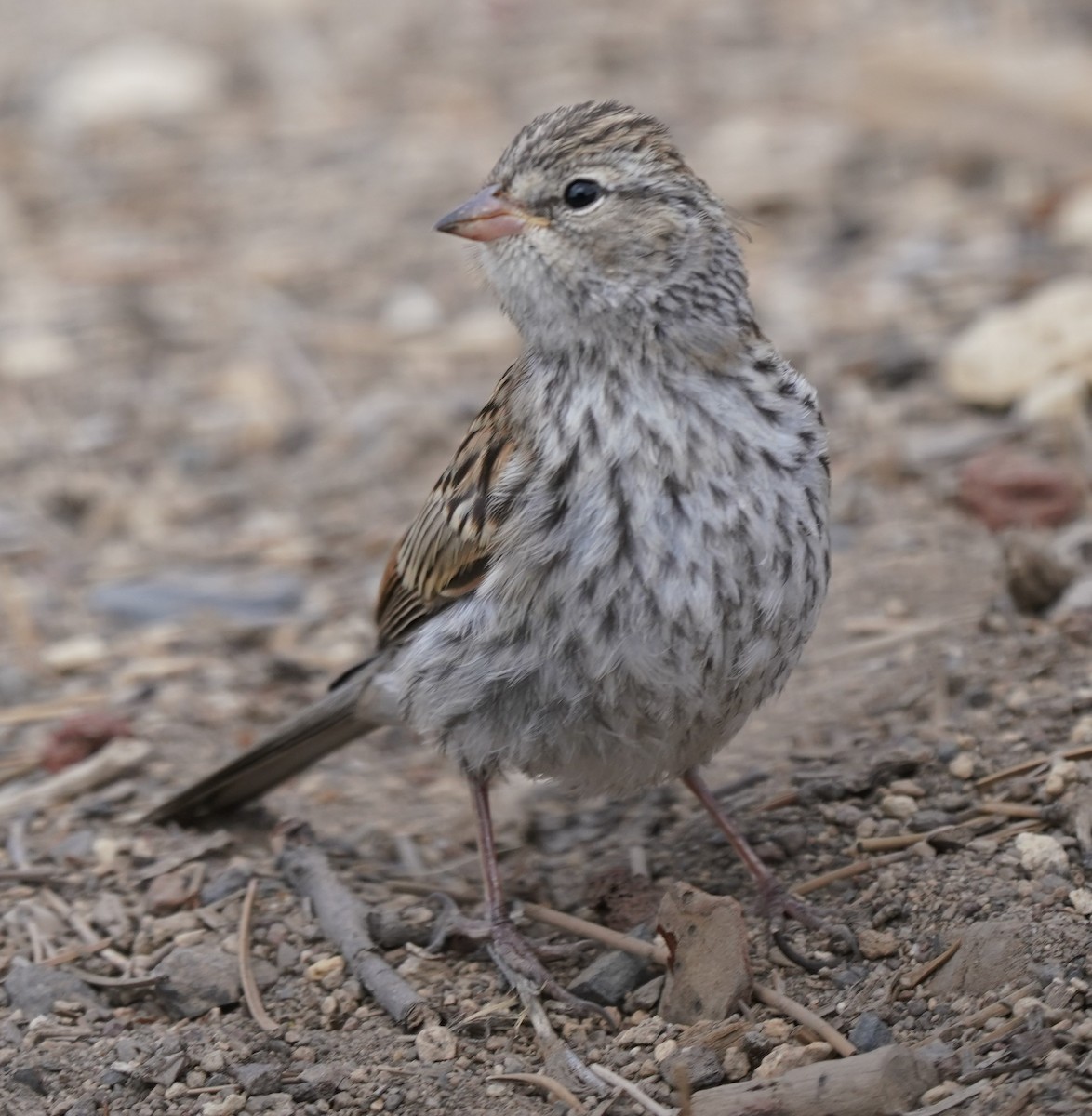 Chipping Sparrow - ML366351641