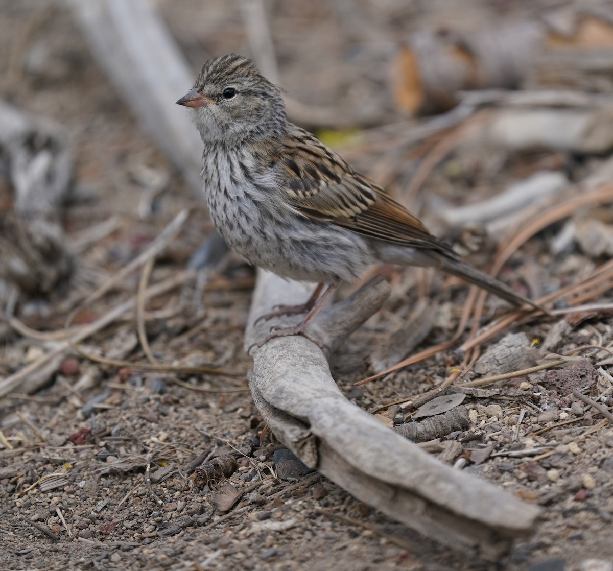 Chipping Sparrow - ML366351801
