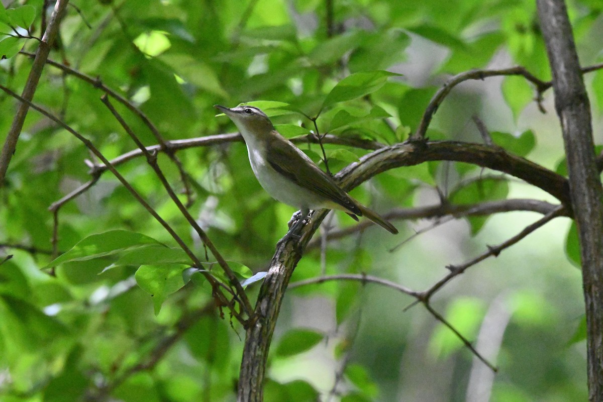 Red-eyed Vireo - Rick Luehrs