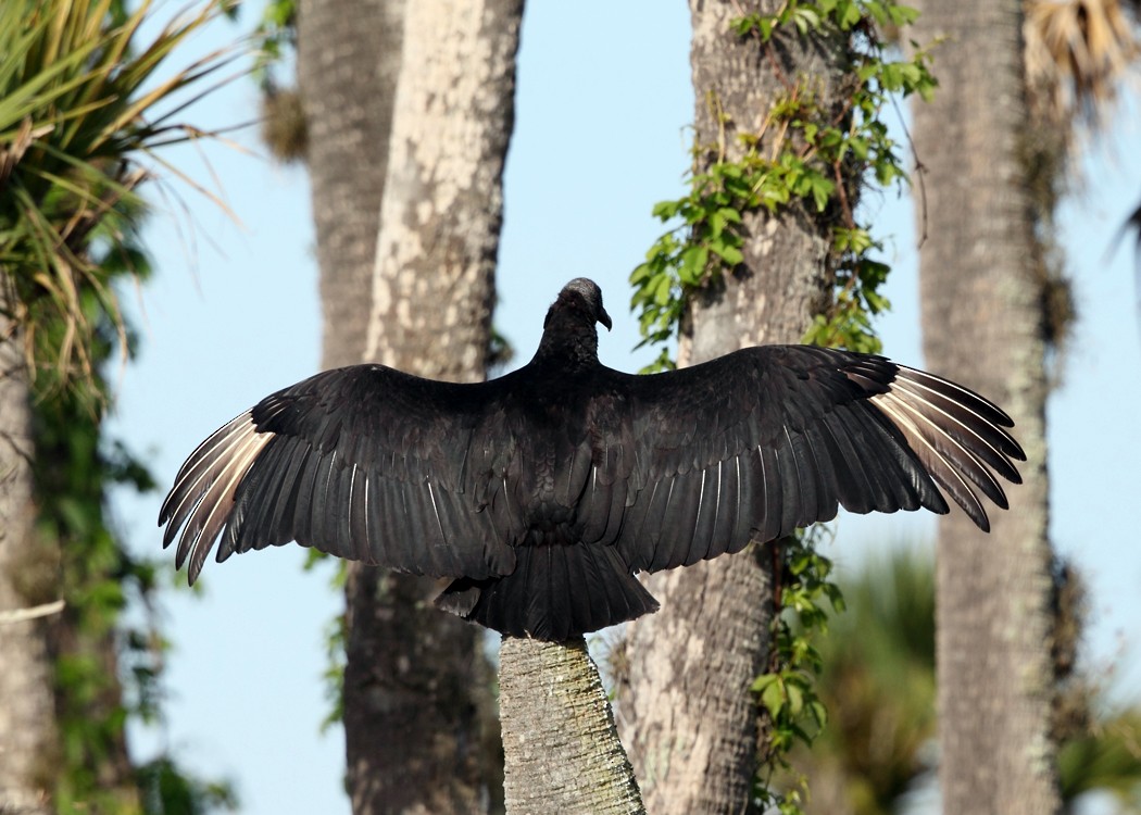 Black Vulture - Tom Murray