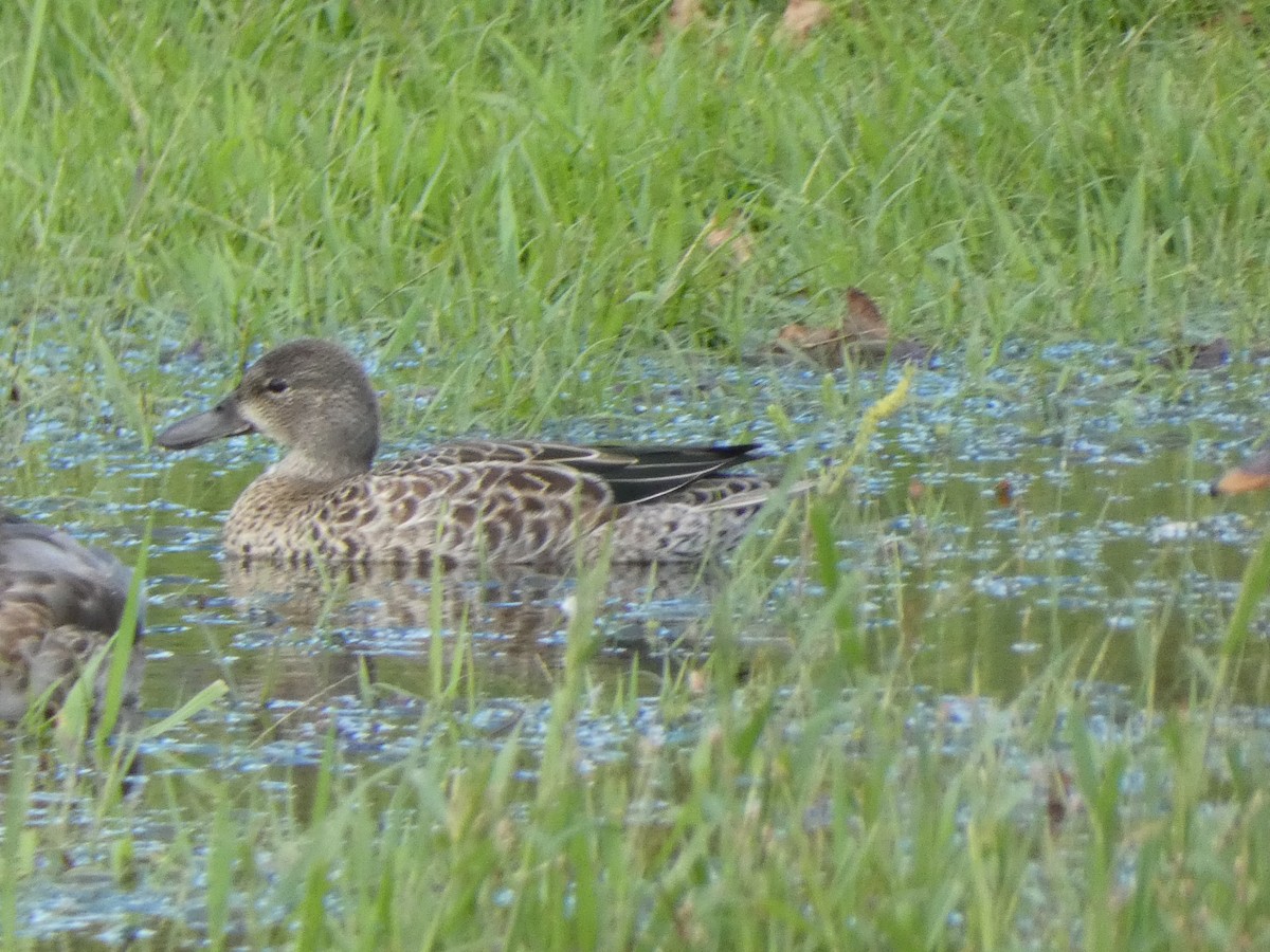 Blue-winged Teal - ML366373191