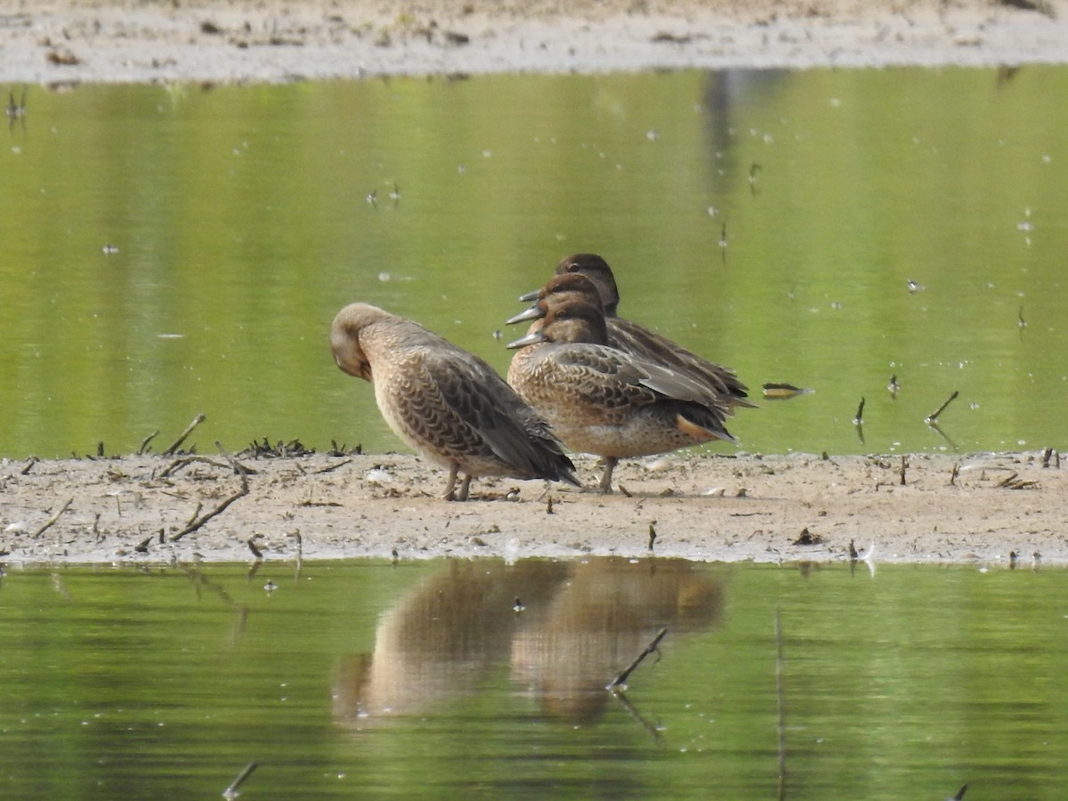 Green-winged Teal - ML366374981
