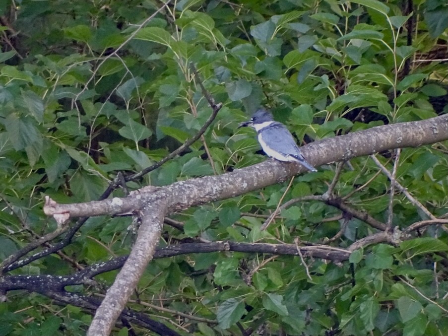 Belted Kingfisher - ML366381791