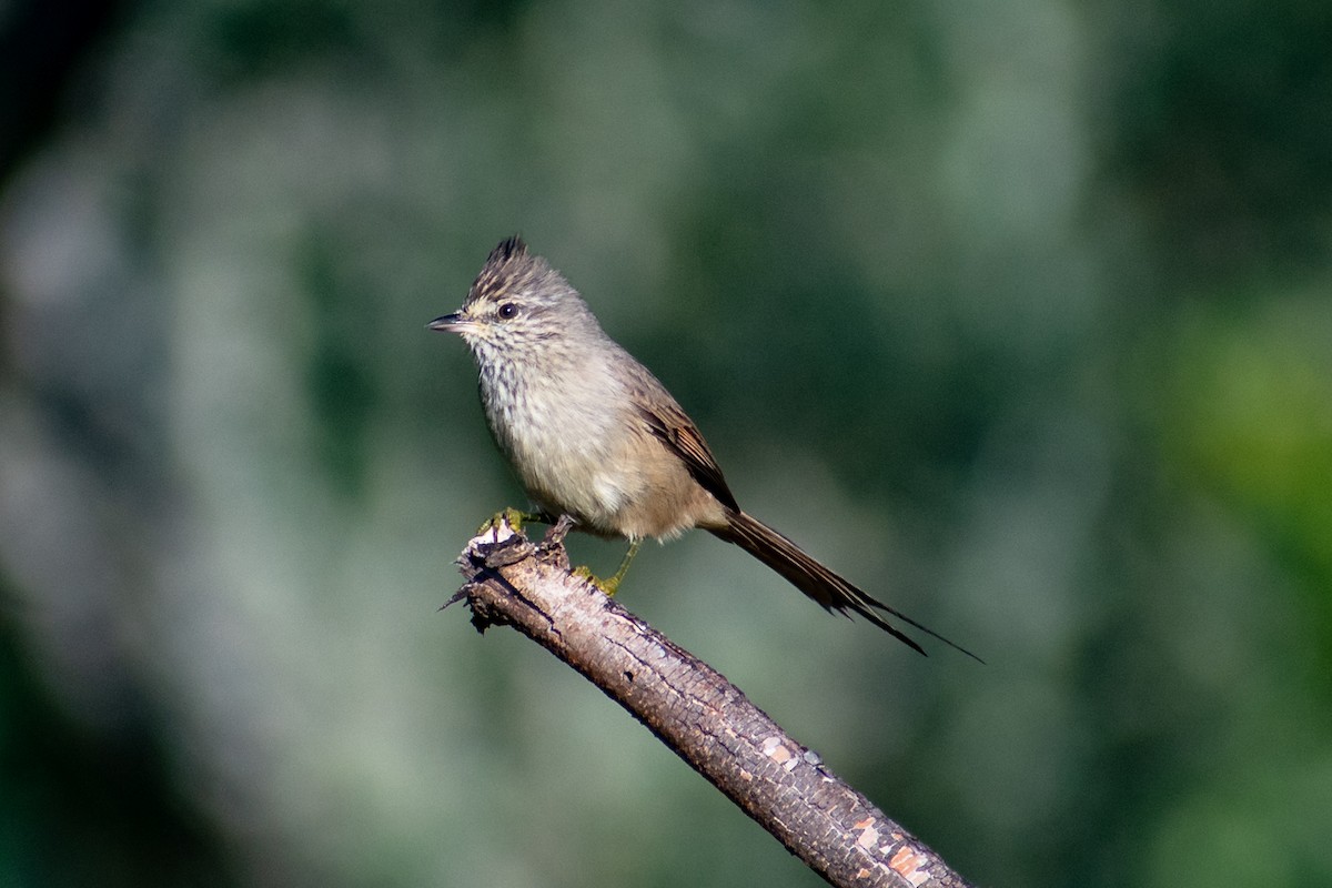 Tufted Tit-Spinetail - ML366382021