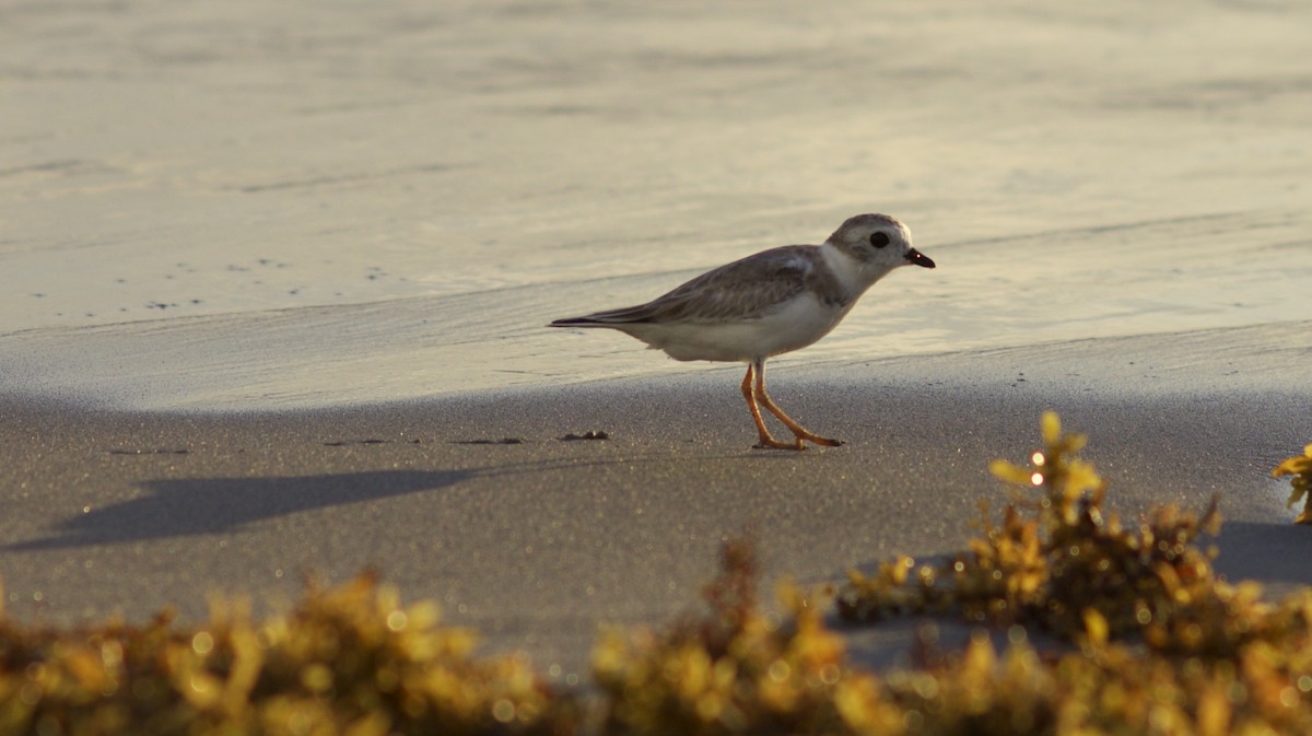 Piping Plover - Marcello Gomes