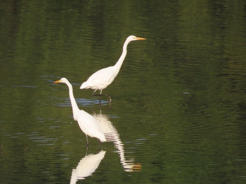 Great Egret - Tracy The Birder