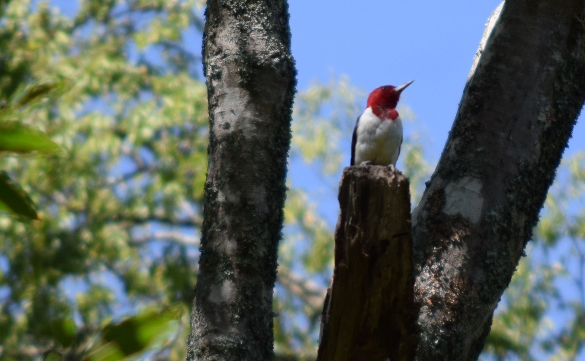 Red-headed Woodpecker - Megan and Patrick Blythe
