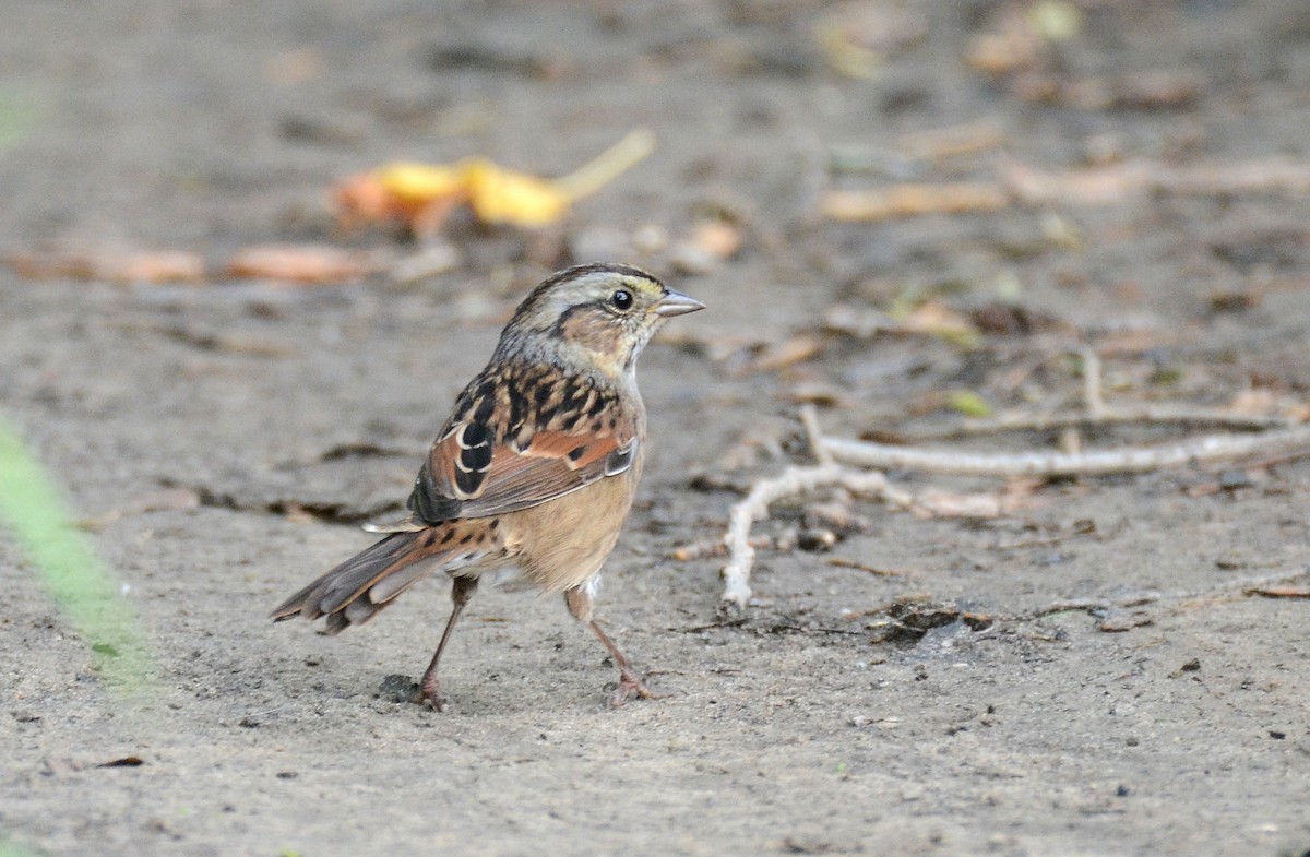 Swamp Sparrow - Asher  Warkentin