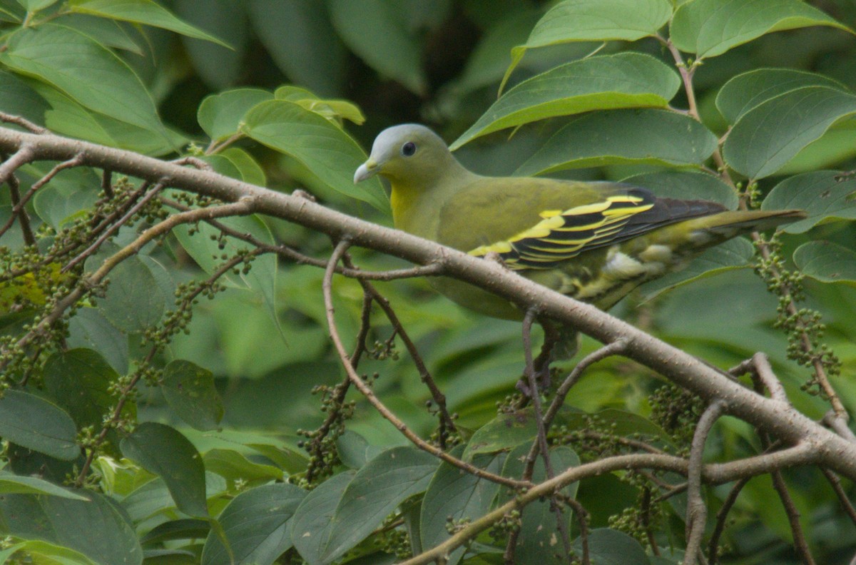 Gray-fronted Green-Pigeon - Ikshan Ganpathi