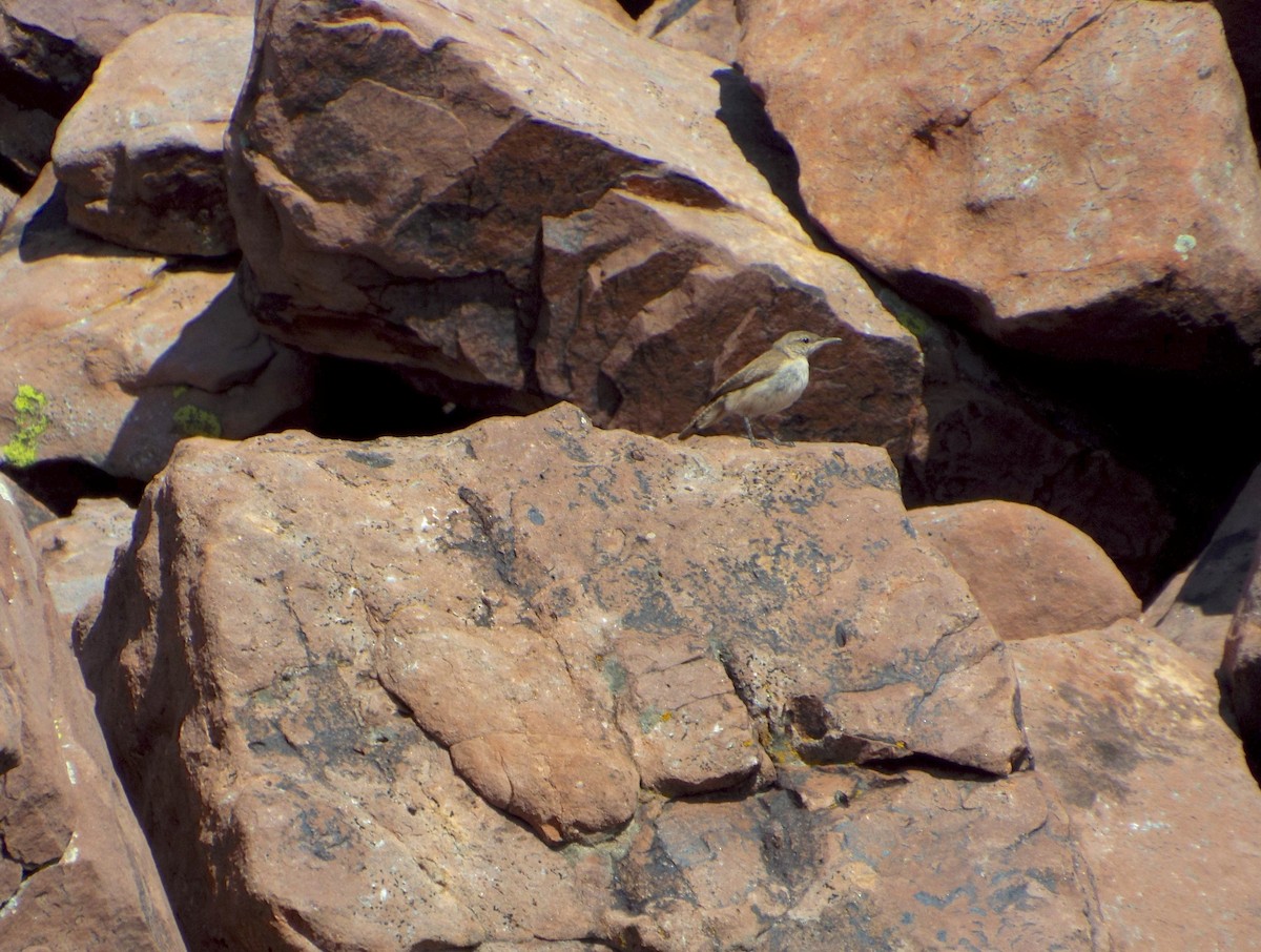 Troglodyte des rochers - ML36639671
