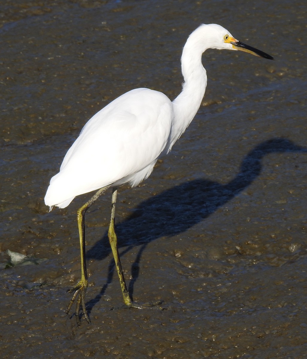 Snowy Egret - Anonymous