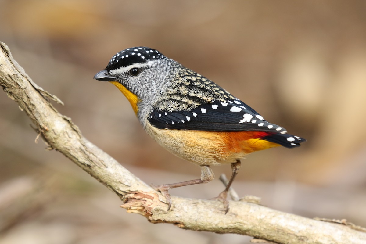 Spotted Pardalote - ML366400821