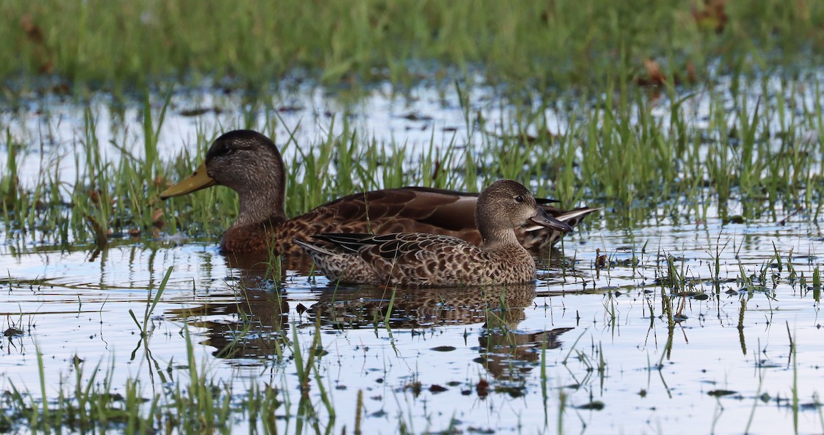 Blue-winged Teal - ML366401071