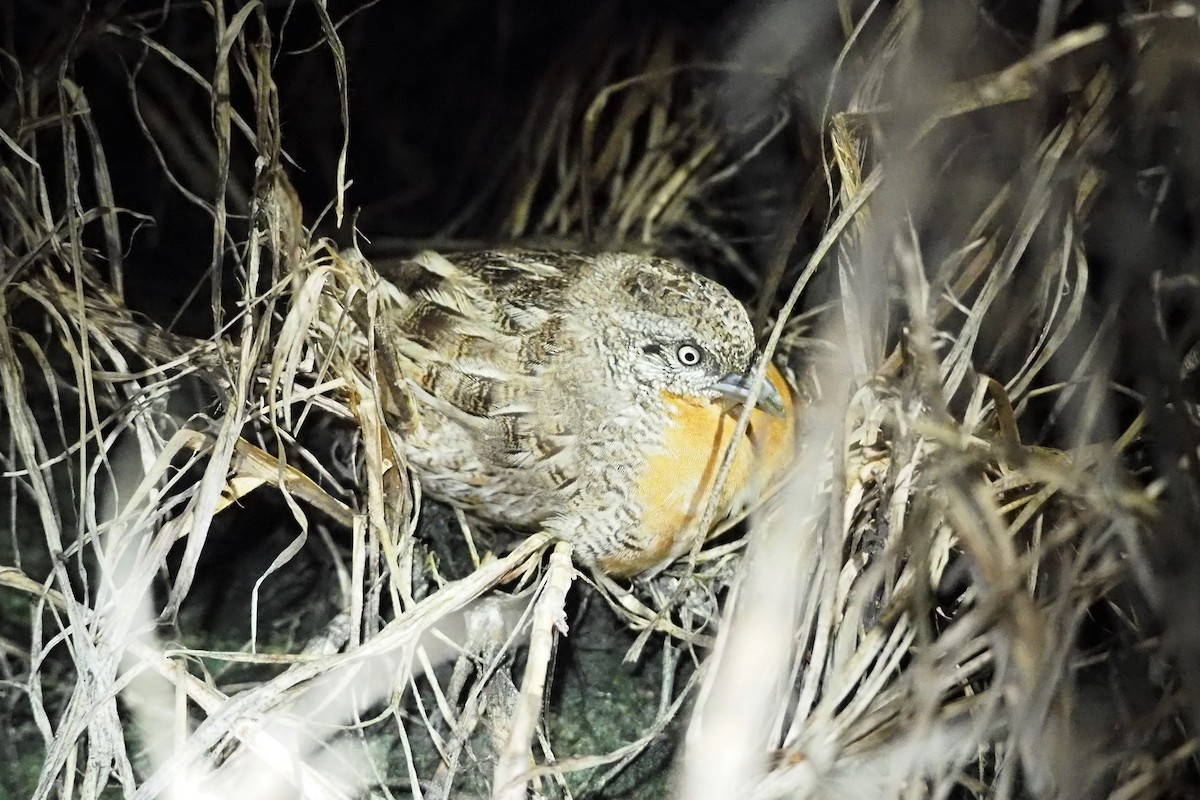 Red-chested Buttonquail - ML366401751