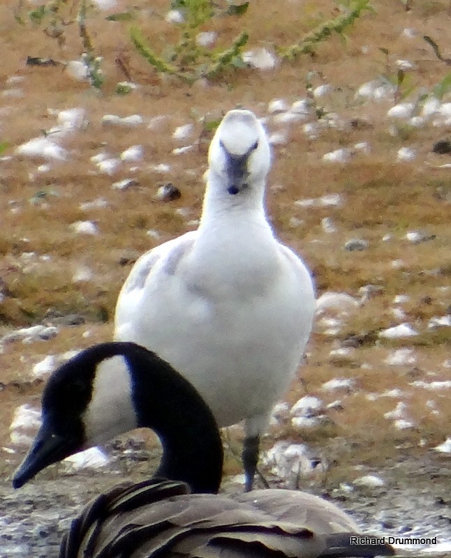 Ross's Goose - Richard and Janice Drummond