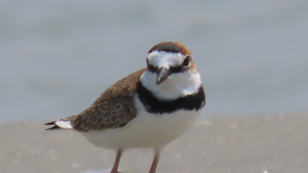 Collared Plover - ML366407031